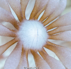 Daisy anemone by Leena Roy 